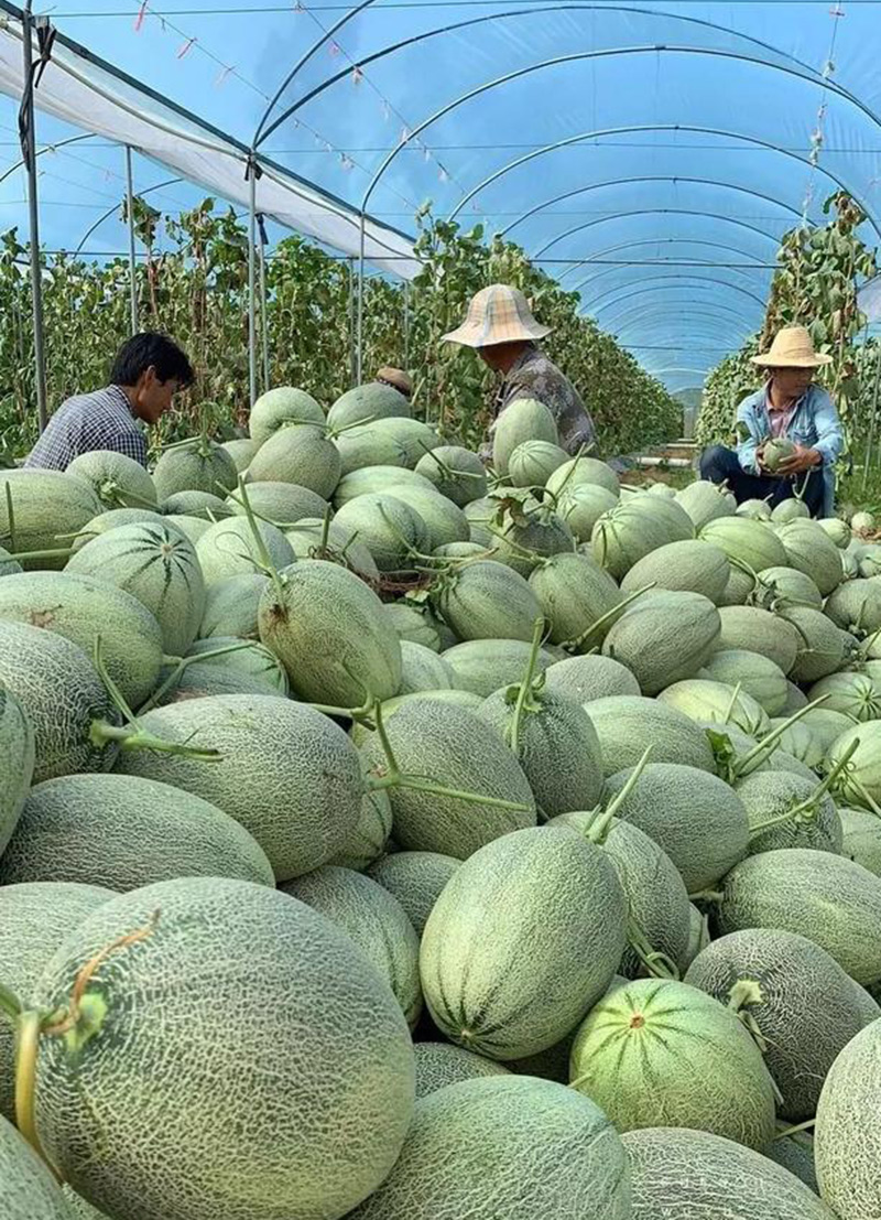 海南西州蜜 海沙蜜瓜2个10斤装 果园直供 顺丰包邮