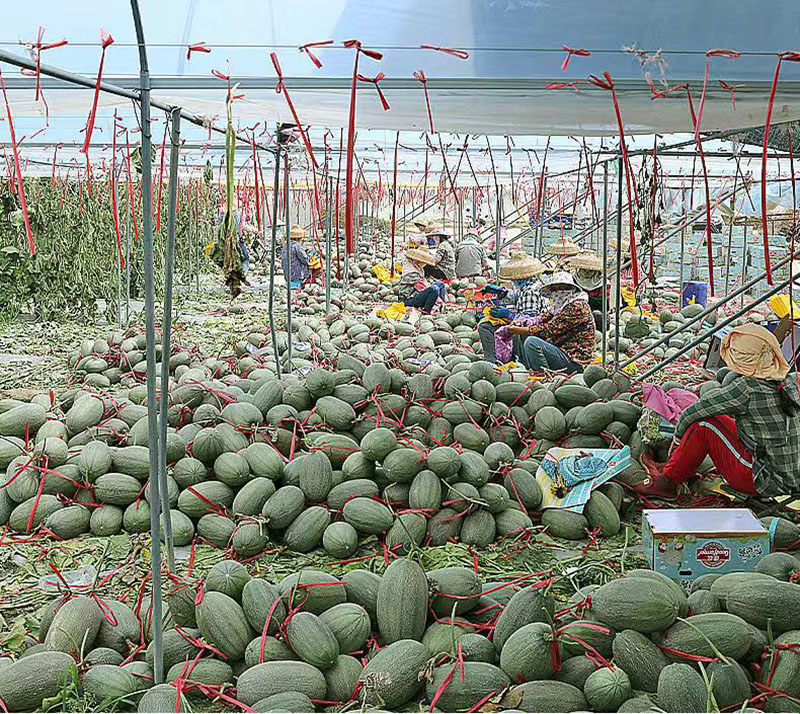 海南西州蜜 海沙蜜瓜2个10斤装 果园直供 顺丰包邮